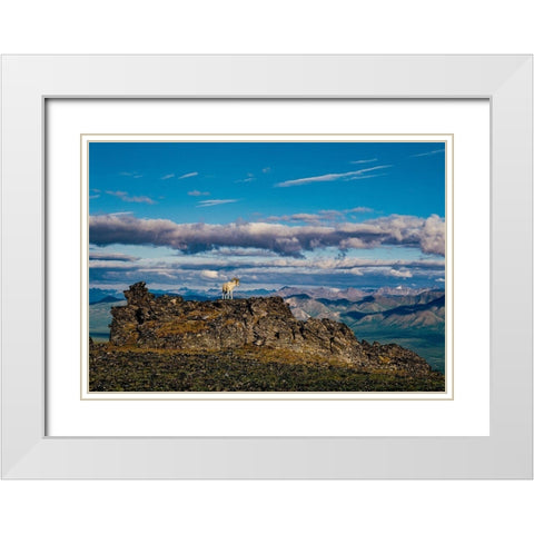 Solo dall ram on ridge-Denali National Park-Alaska-USA White Modern Wood Framed Art Print with Double Matting by Garber, Howie