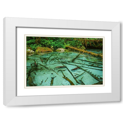Salmon spawning hole in forest near Haines-Alaska-Tongass National Forest White Modern Wood Framed Art Print with Double Matting by Garber, Howie