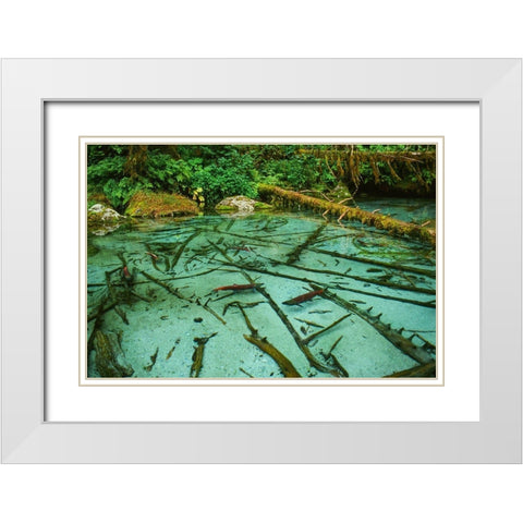 Salmon spawning hole in forest near Haines-Alaska-Tongass National Forest White Modern Wood Framed Art Print with Double Matting by Garber, Howie