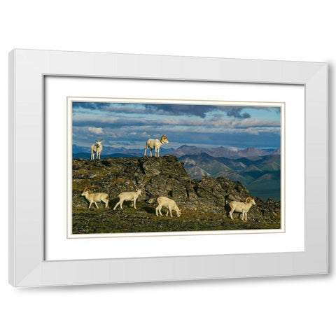 Herd of Dall Rams and Ewes graze on ridge-Denali National Park-Alaska White Modern Wood Framed Art Print with Double Matting by Garber, Howie