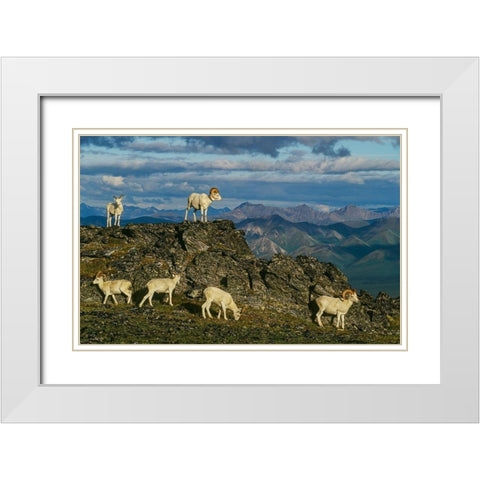 Herd of Dall Rams and Ewes graze on ridge-Denali National Park-Alaska White Modern Wood Framed Art Print with Double Matting by Garber, Howie