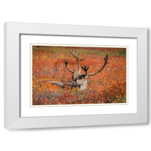 Large male caribou in red fall tundra-eye to eye with photographer-Denali National Park-Alaska White Modern Wood Framed Art Print with Double Matting by Garber, Howie
