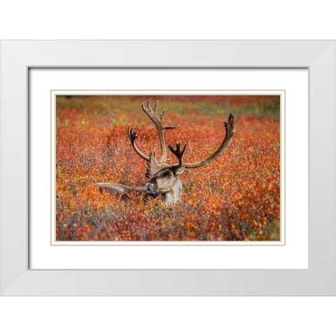 Large male caribou in red fall tundra-eye to eye with photographer-Denali National Park-Alaska White Modern Wood Framed Art Print with Double Matting by Garber, Howie