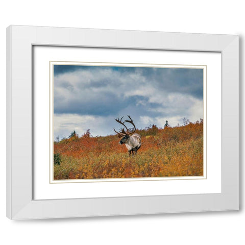 Caribou in fall foliage-Denali national Park-Alaska White Modern Wood Framed Art Print with Double Matting by Garber, Howie