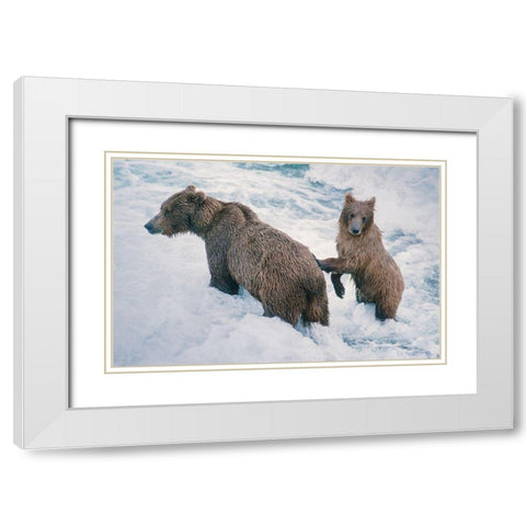 Mother and Cub-Alaskan Brown Bear in creek at McNeil River State Game Reserve-Alaska White Modern Wood Framed Art Print with Double Matting by Garber, Howie