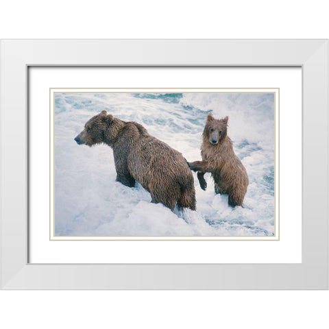 Mother and Cub-Alaskan Brown Bear in creek at McNeil River State Game Reserve-Alaska White Modern Wood Framed Art Print with Double Matting by Garber, Howie
