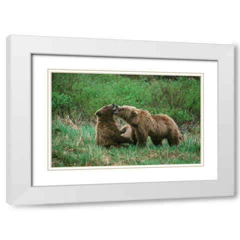 Play behavior between Sow and Cub Brown Bear-McNeil River State Game Reserve-Alaska White Modern Wood Framed Art Print with Double Matting by Garber, Howie