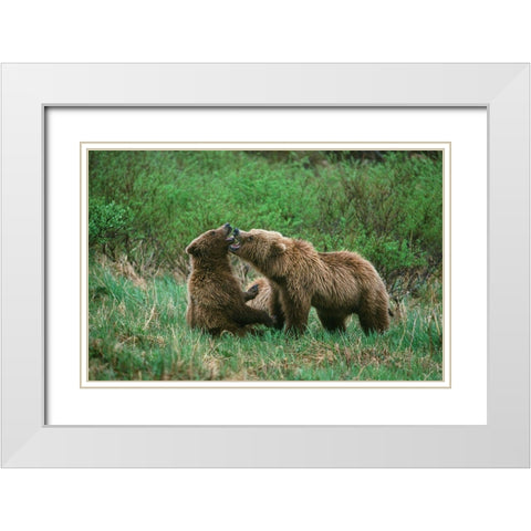 Play behavior between Sow and Cub Brown Bear-McNeil River State Game Reserve-Alaska White Modern Wood Framed Art Print with Double Matting by Garber, Howie