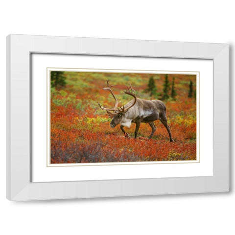 Large male caribou wandering in colorful fall tundra-Denali National Park-Alaska White Modern Wood Framed Art Print with Double Matting by Garber, Howie