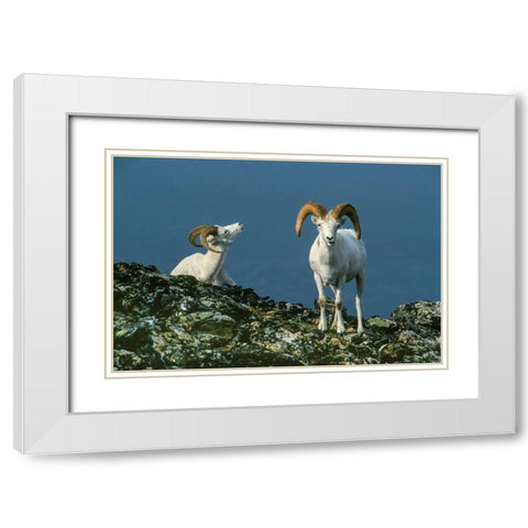 Two Dall Sheep Rams on ridge-Denali National Park-Alaska White Modern Wood Framed Art Print with Double Matting by Garber, Howie