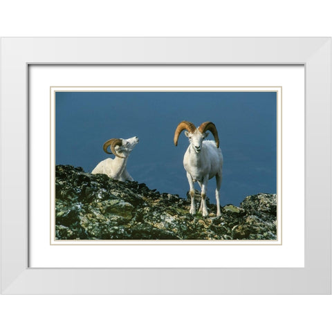 Two Dall Sheep Rams on ridge-Denali National Park-Alaska White Modern Wood Framed Art Print with Double Matting by Garber, Howie