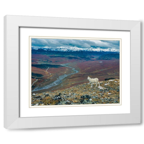 Dall Ram on ridge-fall tundra-Denali National Park-Alaska White Modern Wood Framed Art Print with Double Matting by Garber, Howie