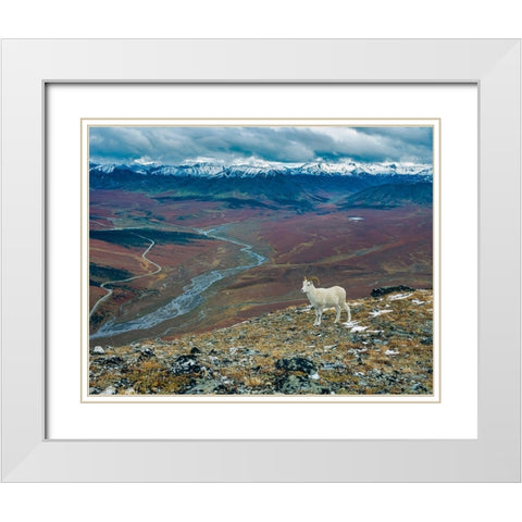 Dall Ram on ridge-fall tundra-Denali National Park-Alaska White Modern Wood Framed Art Print with Double Matting by Garber, Howie