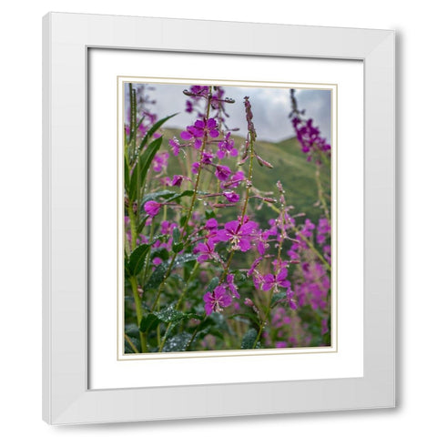 Fireweed and Alaskan morning near Eagle River-Alaska White Modern Wood Framed Art Print with Double Matting by Garber, Howie