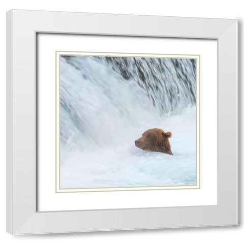 Alaska- Brooks Falls. Grizzly bear swims at the base of the falls. White Modern Wood Framed Art Print with Double Matting by Muir, Janet