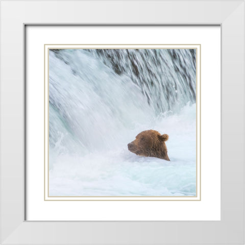 Alaska- Brooks Falls. Grizzly bear swims at the base of the falls. White Modern Wood Framed Art Print with Double Matting by Muir, Janet