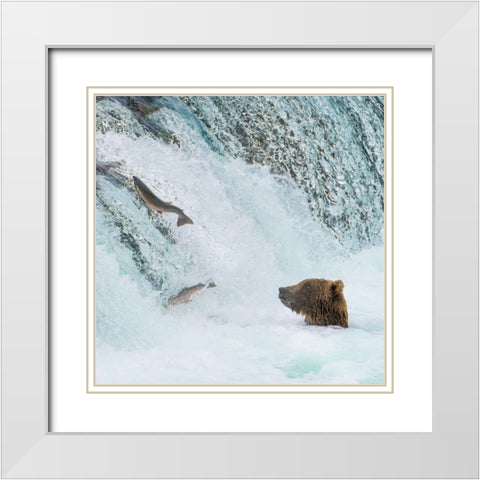 Alaska- Brooks Falls. Grizzly bear at the base of the falls watching fish jump. White Modern Wood Framed Art Print with Double Matting by Muir, Janet