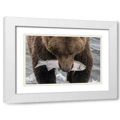 Alaska- Brooks Falls. Grizzley bear holding a salmon in its mouth. White Modern Wood Framed Art Print with Double Matting by Muir, Janet