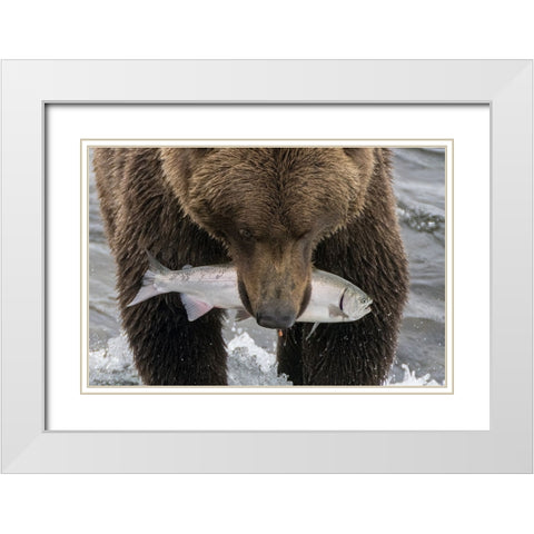 Alaska- Brooks Falls. Grizzley bear holding a salmon in its mouth. White Modern Wood Framed Art Print with Double Matting by Muir, Janet