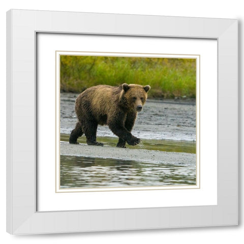 Alaska- Lake Clark. Young grizzly bear walks along the shoreline. White Modern Wood Framed Art Print with Double Matting by Muir, Janet