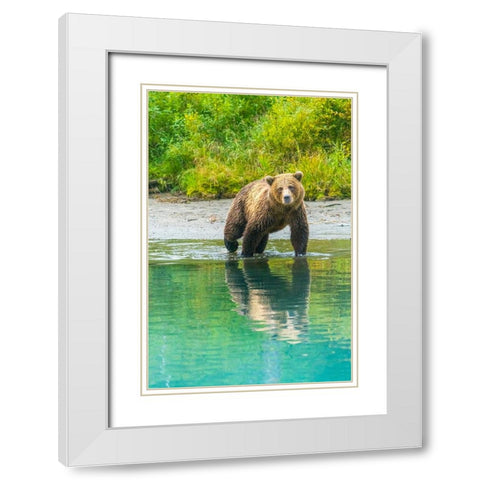Alaska- Lake Clark. Young grizzly bear walks along the shoreline. White Modern Wood Framed Art Print with Double Matting by Muir, Janet