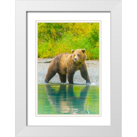 Alaska- Lake Clark. Grizzly bear walks along the shoreline. White Modern Wood Framed Art Print with Double Matting by Muir, Janet