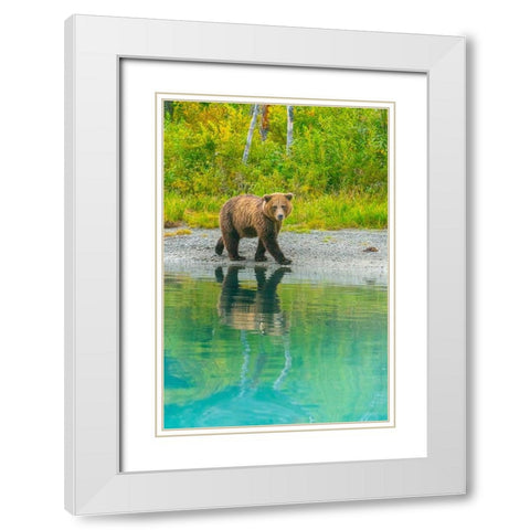 Alaska- Lake Clark. Young grizzly bear walks along the shoreline. White Modern Wood Framed Art Print with Double Matting by Muir, Janet