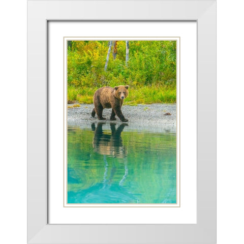 Alaska- Lake Clark. Young grizzly bear walks along the shoreline. White Modern Wood Framed Art Print with Double Matting by Muir, Janet
