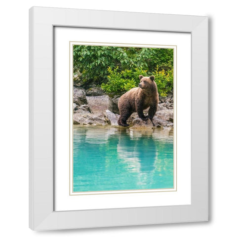 Alaska- Lake Clark. Young grizzly bear walks along the shoreline. White Modern Wood Framed Art Print with Double Matting by Muir, Janet