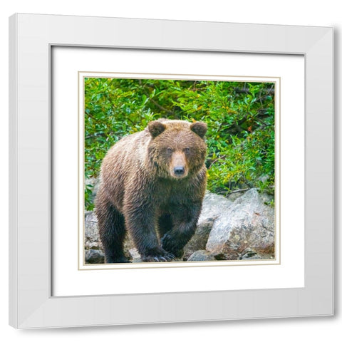 Alaska- Lake Clark. Walking grizzly bear with green foliage in background. White Modern Wood Framed Art Print with Double Matting by Muir, Janet