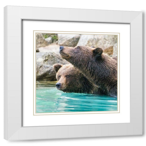 Alaska- Lake Clark. Headshots of two grizzly bears swimming. White Modern Wood Framed Art Print with Double Matting by Muir, Janet