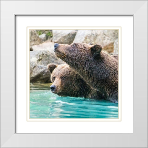 Alaska- Lake Clark. Headshots of two grizzly bears swimming. White Modern Wood Framed Art Print with Double Matting by Muir, Janet