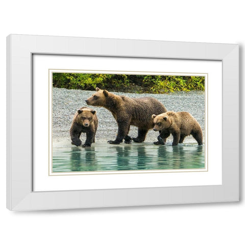 Alaska- Lake Clark. Mom and two cubs walking along the shoreline. White Modern Wood Framed Art Print with Double Matting by Muir, Janet