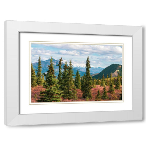 Alaska- Denali National Park. Fall landscape with pine trees and mountain snow. White Modern Wood Framed Art Print with Double Matting by Muir, Janet