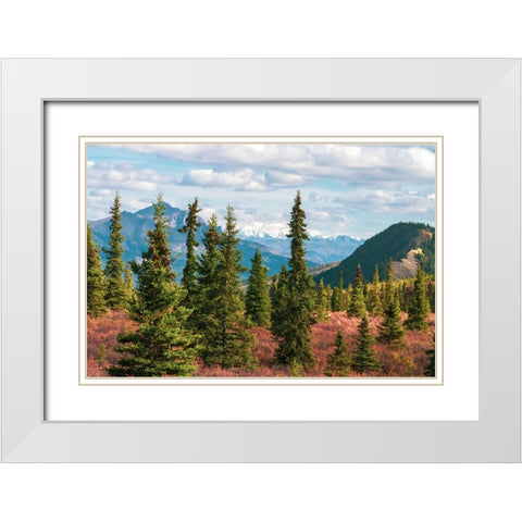 Alaska- Denali National Park. Fall landscape with pine trees and mountain snow. White Modern Wood Framed Art Print with Double Matting by Muir, Janet