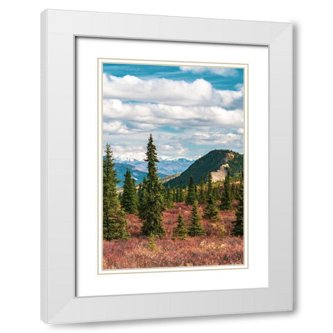 Alaska- Denali National Park. Fall landscape with pine trees and mountain snow. White Modern Wood Framed Art Print with Double Matting by Muir, Janet