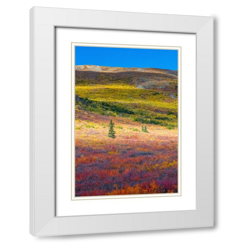 Alaska- Denali National Park. Autumn landscape . White Modern Wood Framed Art Print with Double Matting by Muir, Janet