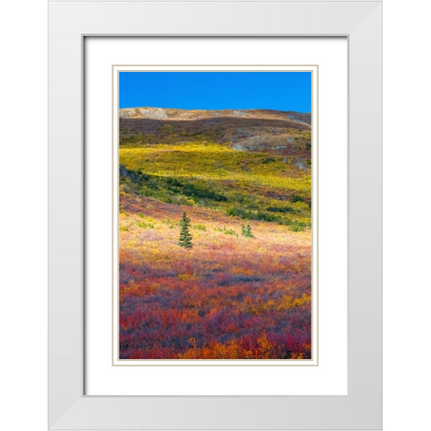Alaska- Denali National Park. Autumn landscape . White Modern Wood Framed Art Print with Double Matting by Muir, Janet