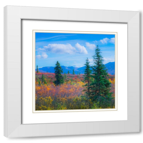 Alaska- Denali National Park. Fall landscape with fall colors. White Modern Wood Framed Art Print with Double Matting by Muir, Janet