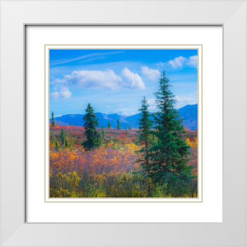Alaska- Denali National Park. Fall landscape with fall colors. White Modern Wood Framed Art Print with Double Matting by Muir, Janet