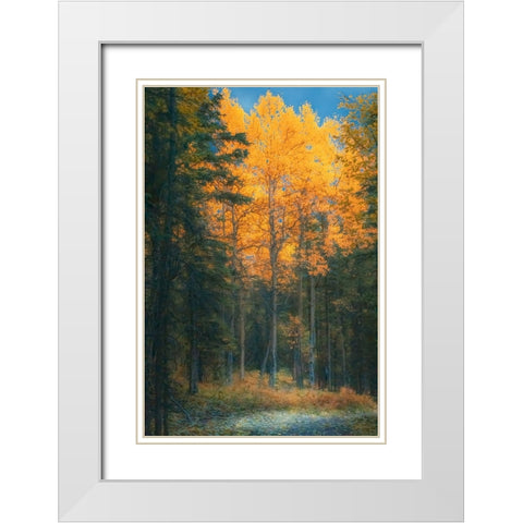 Alaska- Denali National Park. Fall landscape highlighting orange aspen tree.. White Modern Wood Framed Art Print with Double Matting by Muir, Janet