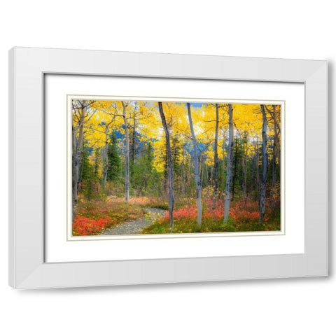Alaska- Denali National Park. Path along a colorful fall landscape. White Modern Wood Framed Art Print with Double Matting by Muir, Janet