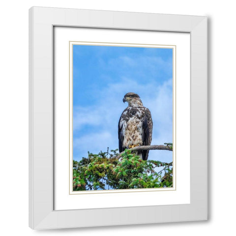 Bald Eagle-Alaska-USA White Modern Wood Framed Art Print with Double Matting by Engelbrecht, Jim
