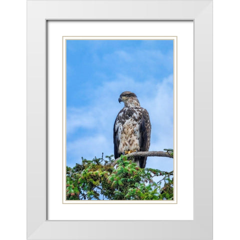 Bald Eagle-Alaska-USA White Modern Wood Framed Art Print with Double Matting by Engelbrecht, Jim