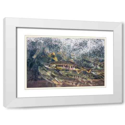 Salmon run-Macaulay Salmon Hatchery-Douglas Island-Alaska-USA White Modern Wood Framed Art Print with Double Matting by Engelbrecht, Jim