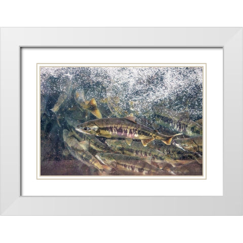 Salmon run-Macaulay Salmon Hatchery-Douglas Island-Alaska-USA White Modern Wood Framed Art Print with Double Matting by Engelbrecht, Jim