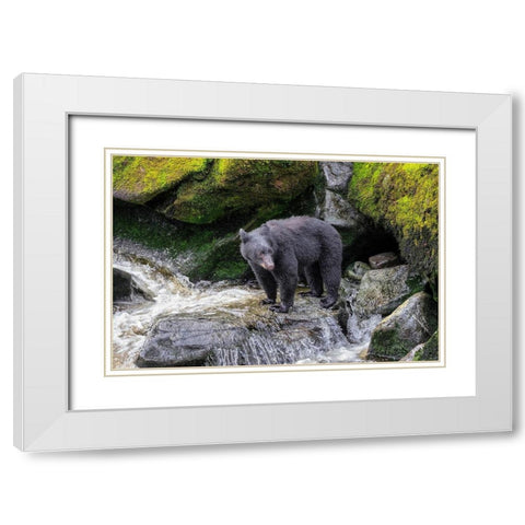 Black Bear-Anan Creek-Wrangell-Alaska-USA White Modern Wood Framed Art Print with Double Matting by Engelbrecht, Jim