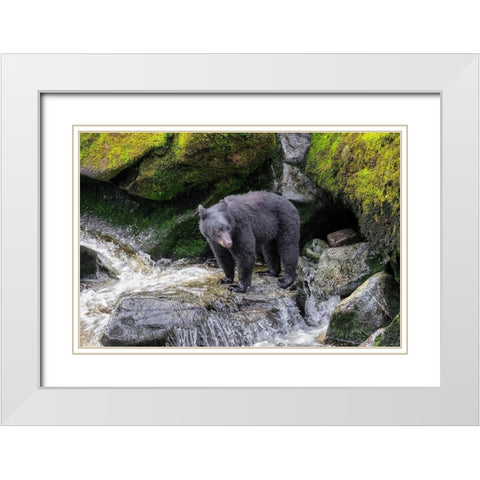 Black Bear-Anan Creek-Wrangell-Alaska-USA White Modern Wood Framed Art Print with Double Matting by Engelbrecht, Jim