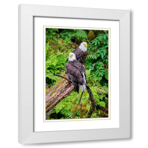 Bald Eagle-Anan Creek-Wrangell-Alaska-USA White Modern Wood Framed Art Print with Double Matting by Engelbrecht, Jim