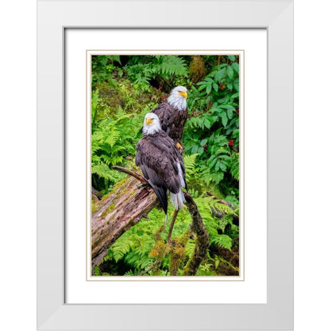 Bald Eagle-Anan Creek-Wrangell-Alaska-USA White Modern Wood Framed Art Print with Double Matting by Engelbrecht, Jim